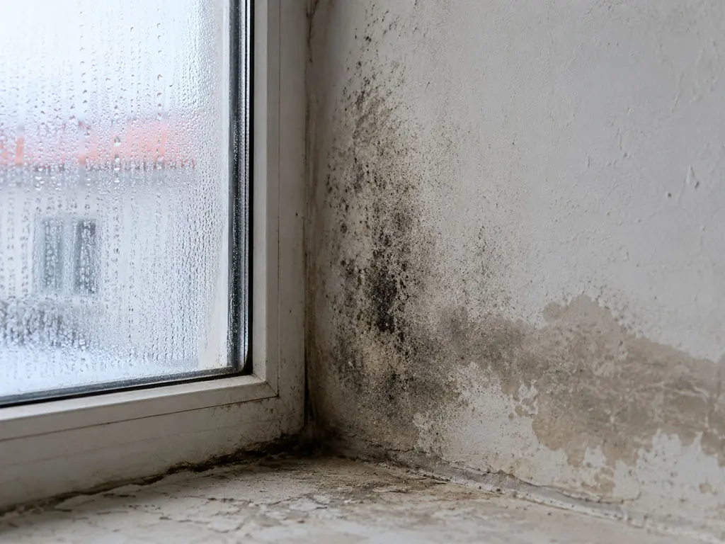 Condensation sur une fenêtre et moisissures dans l'angle du mur
